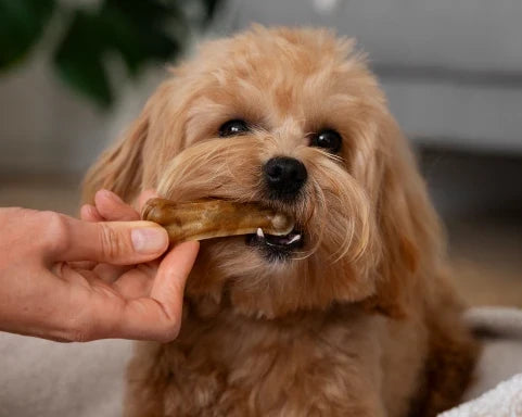 Pup Treats