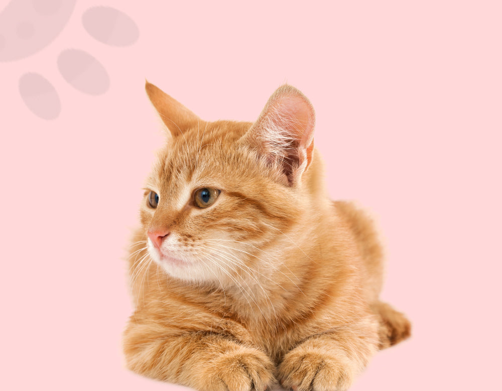 Pet Comfort