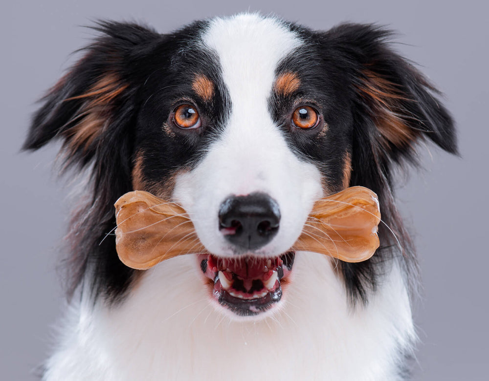 Puppy care