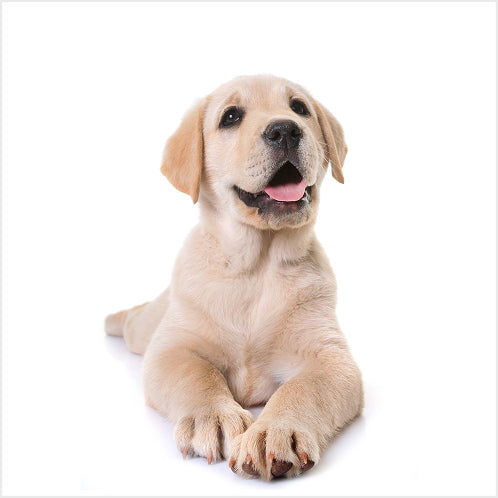 yuva-theme-woofy