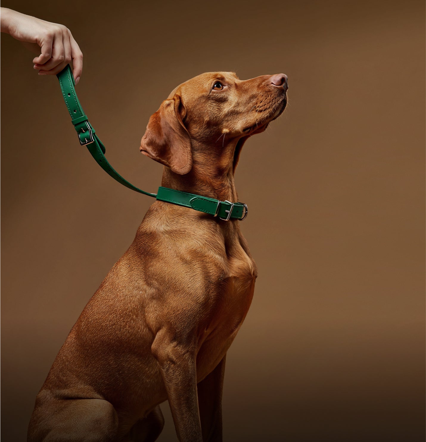 yuva-theme-woofy
