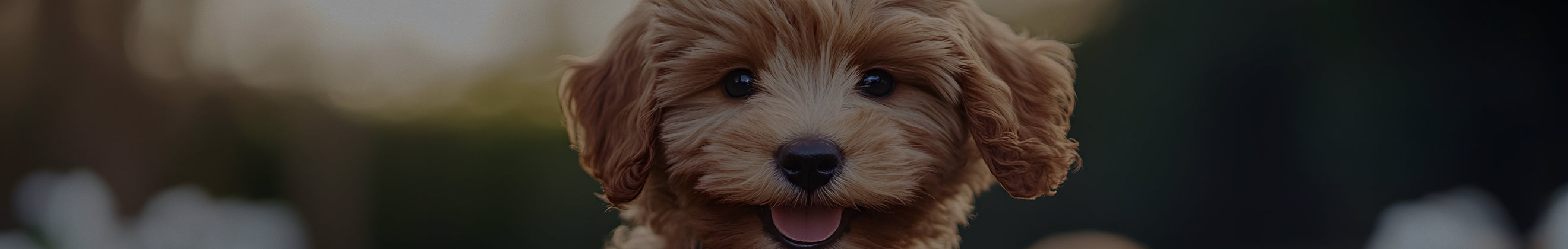 yuva-theme-woofy
